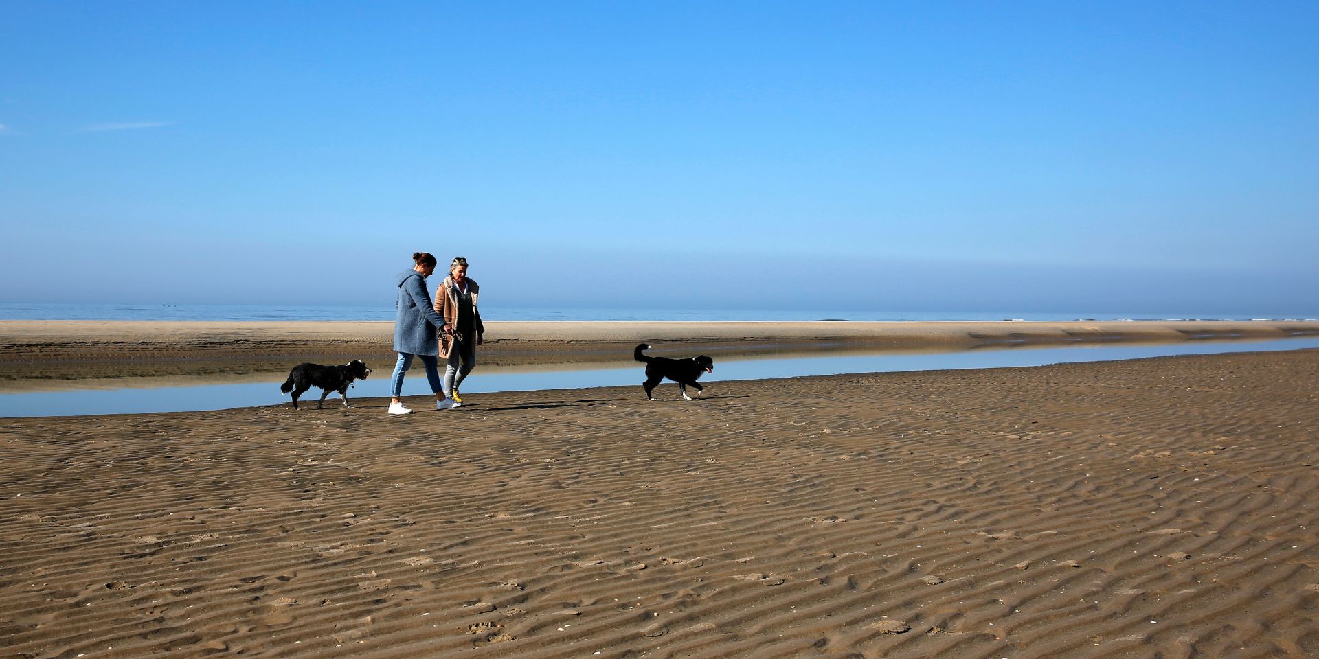 Wandelen met de hond op het strand